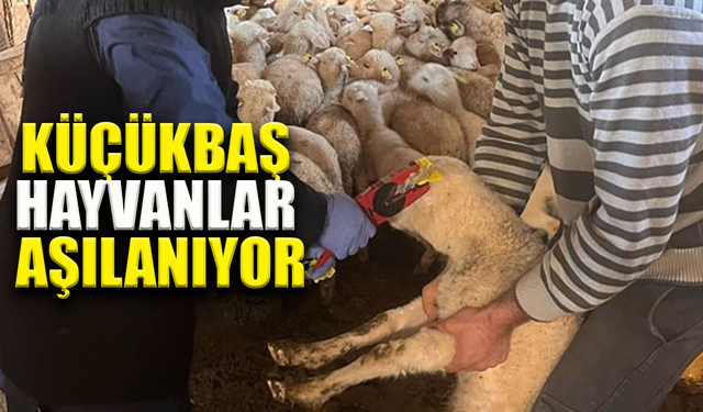 Sandıklı’da küçükbaş hayvanlar aşılanmaya başladı