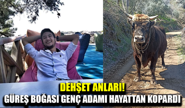 Güreş boğasının saldırısına uğrayan genç hayatını kaybetti