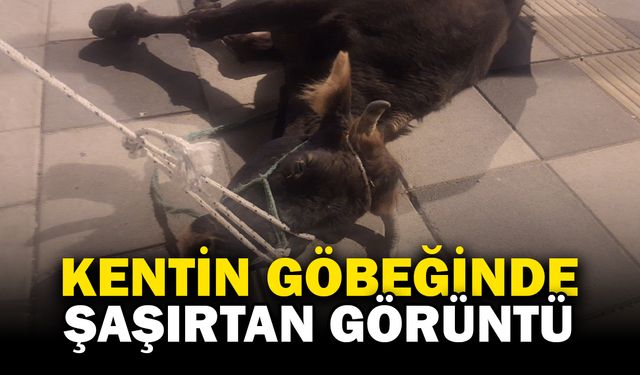 Şehrin Göbeğinde Büyükbaş Hayvan Şaşkınlığı!