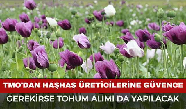 TMO’dan Haşhaş Üreticilerine Güvence: Gerekirse Tohum Alımı da Yapılacak
