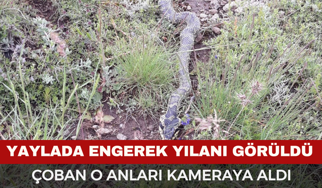 Yaylada Engerek Yılanı Görüldü...
