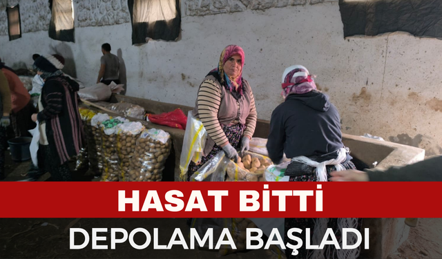 Hasadı biten patateste depolama süreci başladı
