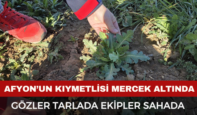 Afyonkarahisar’ın Beyaz Altını Mercek Altında