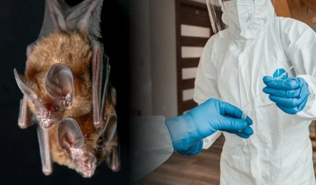 Yarasadan Yayılan Yeni Tehdit: Nipah Virüsü İçin Alarm Verildi, Tedavisi Yok