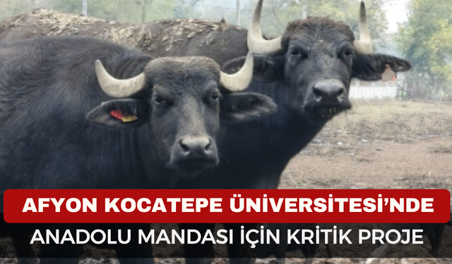 AKÜ’de Anadolu Mandası İçin Kritik Proje