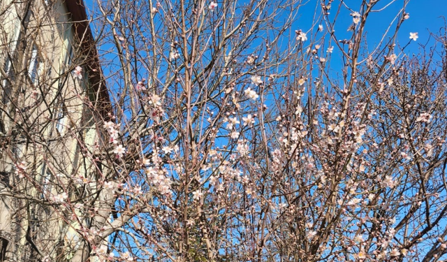 Afyon'da ağaçlar yalancı bahara aldanıp çiçek açtı, üretici don tehditi karşısında endişeli