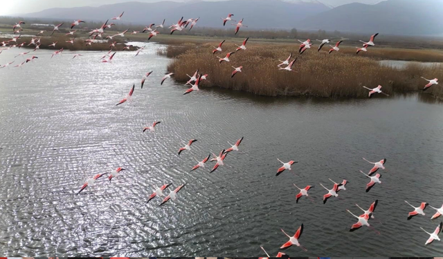 Eber Gölü'nde Görsel Şölen: Pembe Flamingolar Bolvadin Semalarında Görüntülendi!