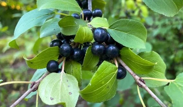 Acı Çehre Nedir, Ne İçin Kullanılır, Faydaları ve Zararları Nelerdir? Doğal Zayıflatıcı mı, Gizli Tehlike mi?