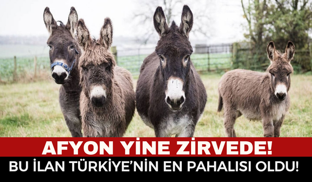 Eşek Fiyatlarında Afyonkarahisar Zirvede!