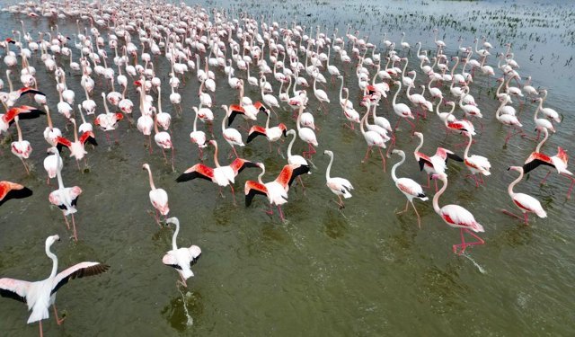 Eber Gölü’nde Pembe Şölen! Flamingolar Bu Yıl da Mola Yeri Olarak Afyon’u Seçti