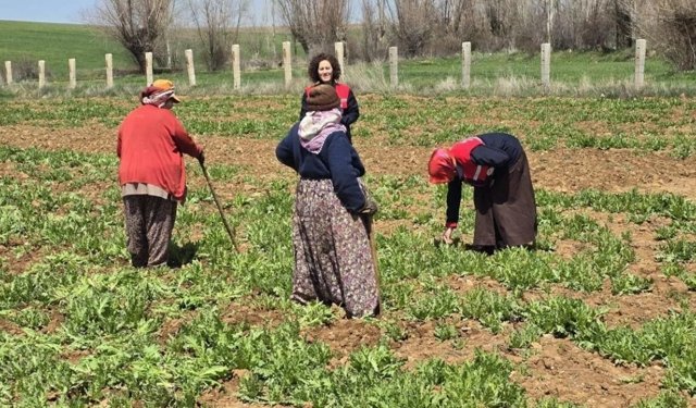 Afyonkarahisar’daki haşhaş tarlalarında yoğun mesai başladı