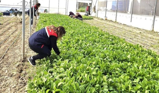 Afyon’da sera üreticilerine yerinde denetim ve teknik destek