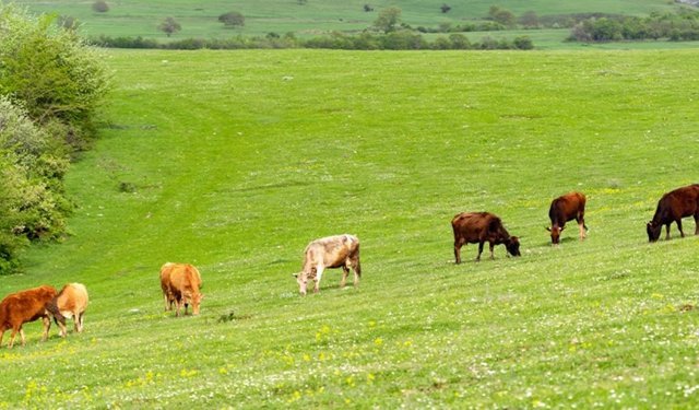 Tarım Bakanlığı'ndan Mera Açıklaması: Hayvancılığın Sürdürülebilirliği İçin Takvim Şart