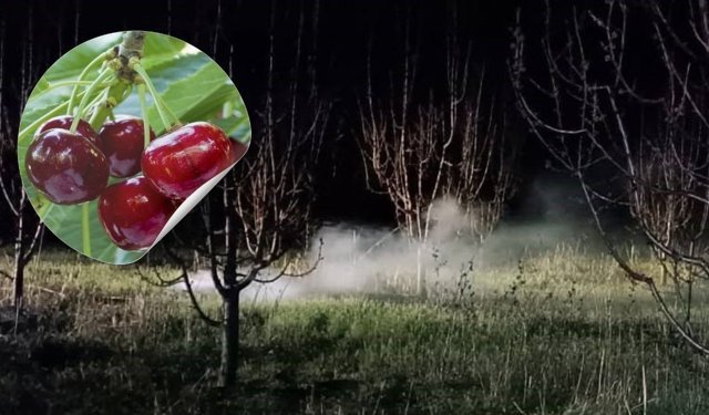 Afyon’da Meyve Bahçelerinde "Don" Nöbeti!