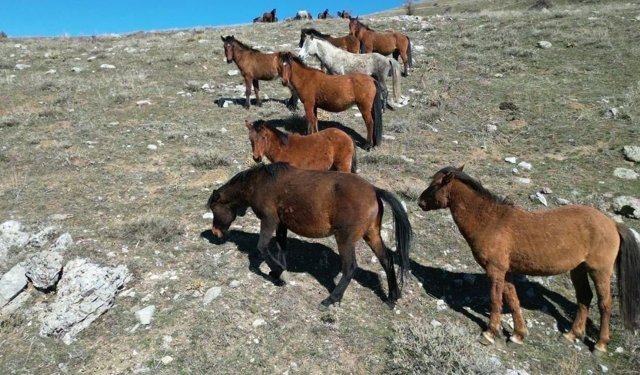 Afyon'da havanın ısınmasıyla yılkı atlarının hareketliliği arttı...