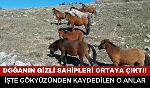 Afyon'da havanın ısınmasıyla yılkı atlarının hareketliliği arttı...