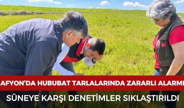Afyon’da hububat tarlalarında zararlı alarmı: Süneye karşı denetimler sıklaştırıldı