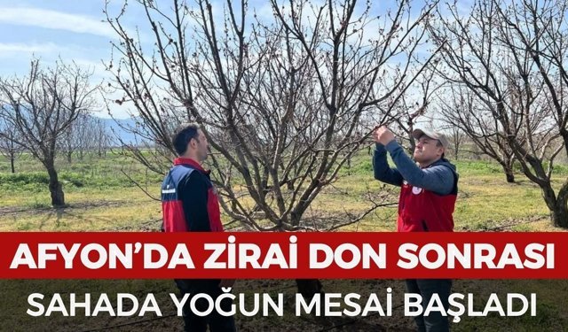 Afyon’da zirai don sonrası sahada yoğun mesai başladı