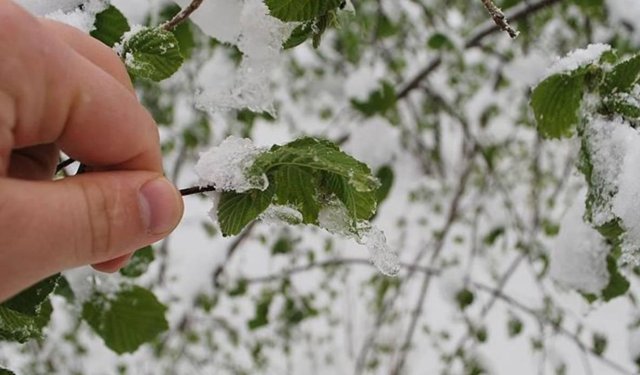 Afyonlu çiftçiler dikkat! Soğuk hava kapıda, don alarmı verildi