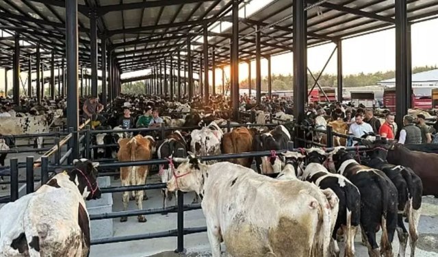 Kurban Bayramı öncesi şok karar! Hayvan pazarları kapatıldı