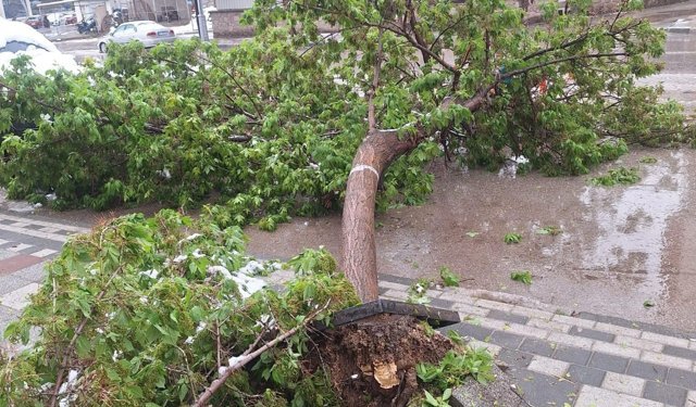 Mayıs Karı Bu Kez Yıktı Geçti! Karın Ağırlığına Dayanamayan Ağaçlar Yollara Devrildi