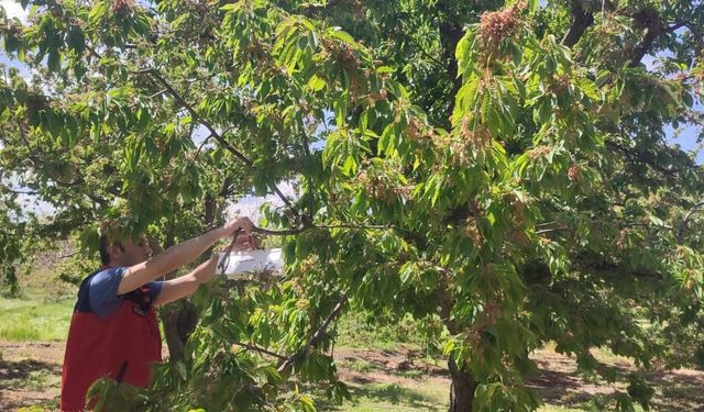 Afyon Tarım ve Orman Müdürlüğü Dünyaca Ünlü Kirazlar İçin Harekete Geçti