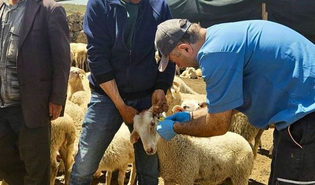 Şuhut’ta küçükbaş hayvan ıslahı çalışmaları için 2026 kontrolleri yapıldı