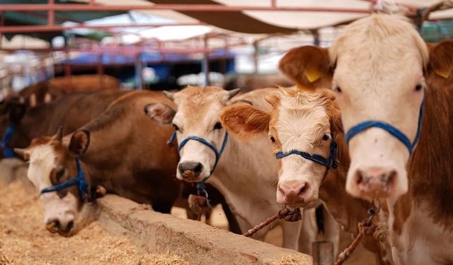 Kurbanlık fiyatlarını duyan kulaklarına inanamıyor: Burada düve ve tosunlar 45 bin liraya satılıyor!
