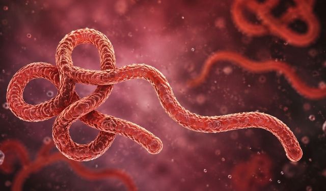 Aşısı ve Tedavisi Yok! Nadir Görülen Ebola Varyantı Hızla Yayılıyor: Can Kaybı Artıyor
