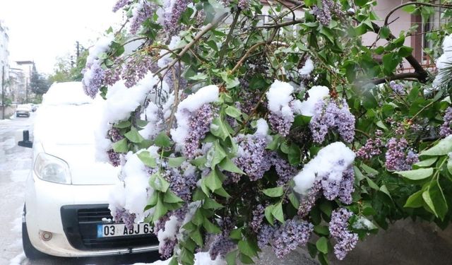 Afyon'da Beyaz Gelinlikli Bahar! Çiçekler Kar Altında Kaldı