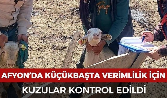 Afyonkarahisar’da küçükbaşta verimlilik için kuzu kontrolleri yapıldı