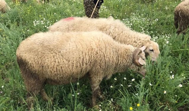 Akdağ yaylalarında geleneksel Yörük göçü yeniden başladı