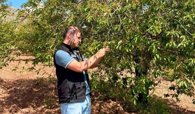 Afyonkarahisar’da vişne bahçelerinde hastalık ve zararlı kontrolleri yapıldı