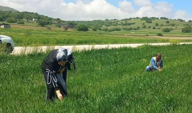 Afyonkarahisar’da hububat tarlaları yakın takibe alındı
