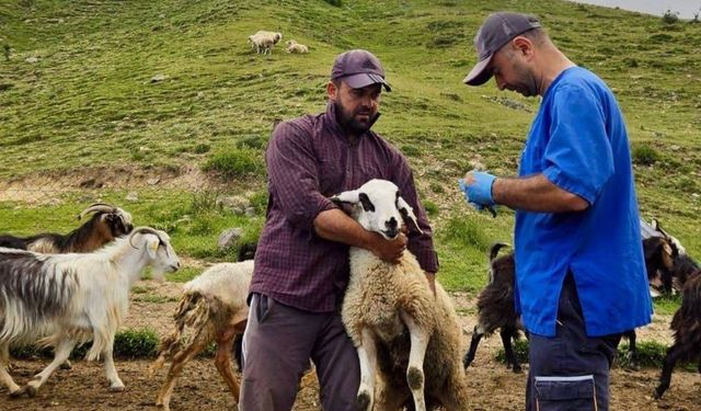 Afyonkarahisar’da hayvancılıkta saha çalışmaları hız kesmiyor