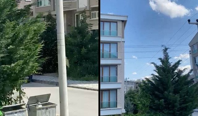 Afyon’da o mahalleyi arılar bastı! Vatandaşlar camlarını açamaz hale geldi