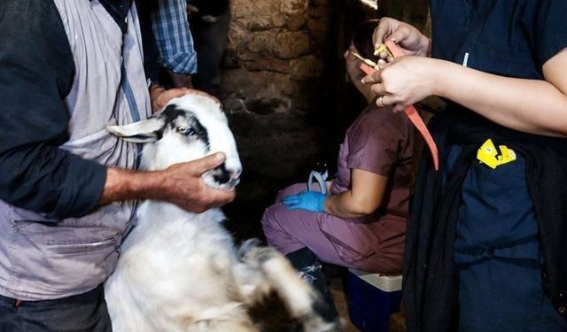 Afyonkarahisar’da hayvan sağlığı için sahada yoğun çalışma