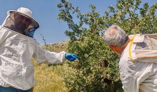 Afyonkarahisar'da arıcılık için sahaya çıkıldı: Kovanlar denetlendi