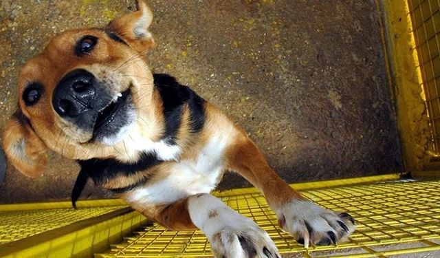 Et Yiyen Parazit Alarmı Büyüyor: Buzağı ve Keçiden Sonra Şimdi de Köpekte Görüldü!