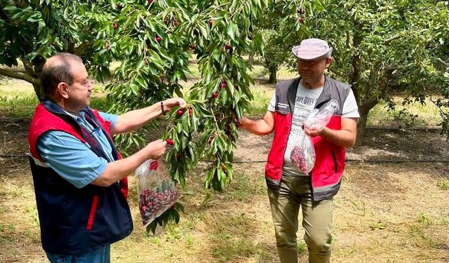 Afyonkarahisar’da kiraz hasadı öncesi dev denetim: Numuneler laboratuvarlara gönderildi