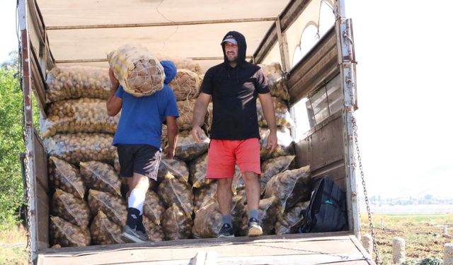 Sandıklı’da Patates Hasadı Başladı: Tarlada Kilogram Fiyatı Üreticinin Yüzünü Güldürdü!