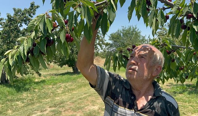 Sultandağı ve Akşehir Kirazında Tüm Zamanların Rekoru: Rekolte 110 Bin Tona Ulaştı!