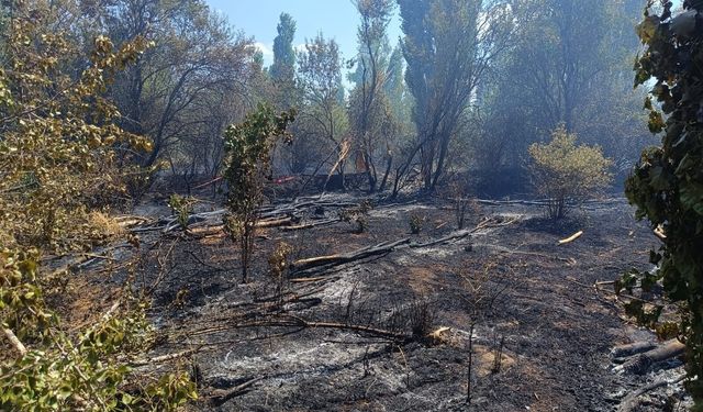 Sandıklı'da Evlerin Dibinde Ot Yangını Paniği: Ağaçlık Alan Zarar Gördü!