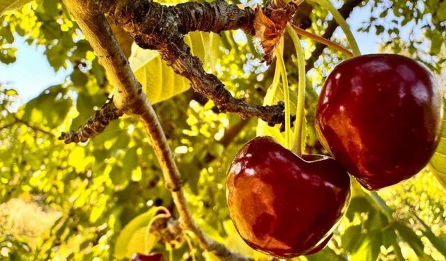 Sultandağı'nda ihracatlık Napolyon kirazının alım fiyatı belli oldu