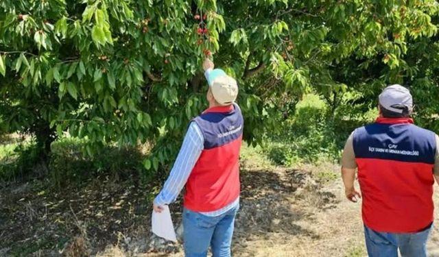 Afyon’da dolu sonrası zarar tespit çalışmaları sürüyor