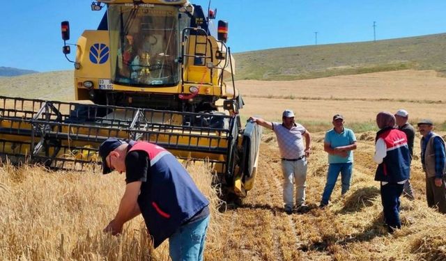 Afyonkarahisar'da hububat hasadı mesaisi başladı: Tarım ekipleri üreticilere uyarılarda bulundu