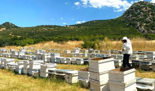 Afyonkarahisar'da arıcılıkta kayıt güncelleme çalışmaları sürüyor