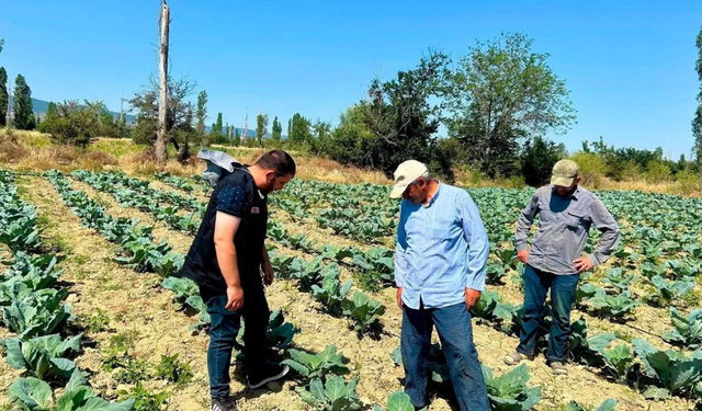 Sinanpaşa’da sebze tarlalarına yakın takip: Hastalık ve zararlılara karşı saha mesaisi