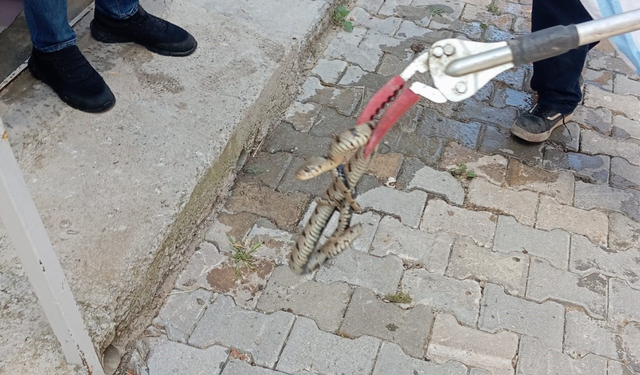 Eve giren yılanı itfaiye ekipleri çıkardı