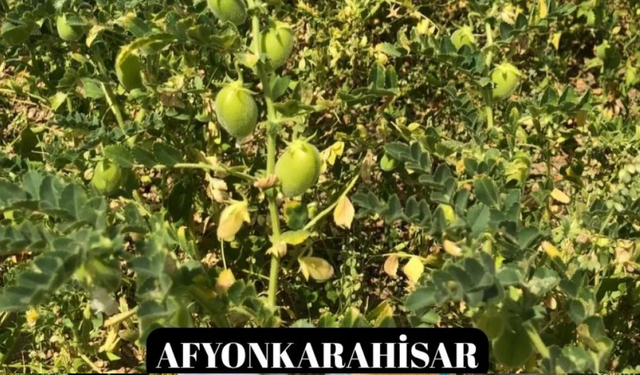 Yeni nohut çeşidi Afyonkarahisar'da tam not aldı!